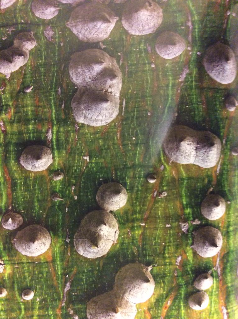 funghi