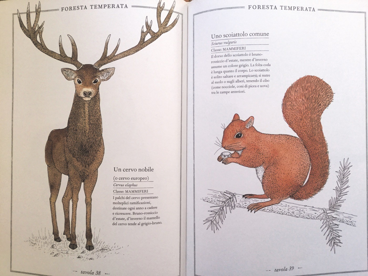 INVENTARIO ILLUSTRATO DEGLI ANIMALI Emmanuelle Tchoukriel e Virginie Aladjidi Ippocampo Edizioni