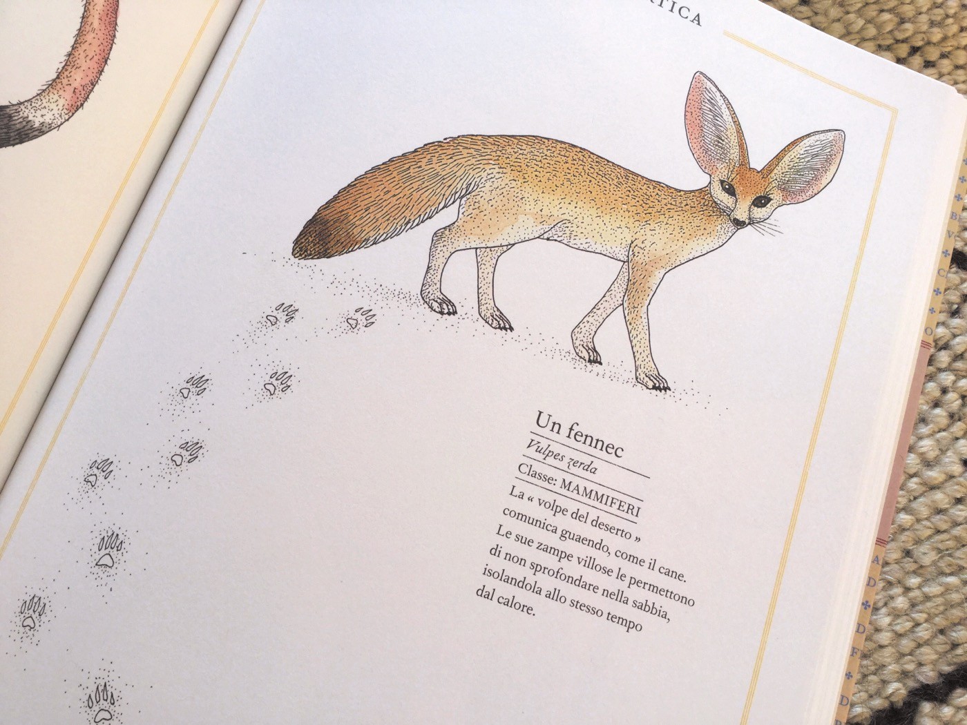Libri di animali: Inventari illustrati ed Enciclopedie