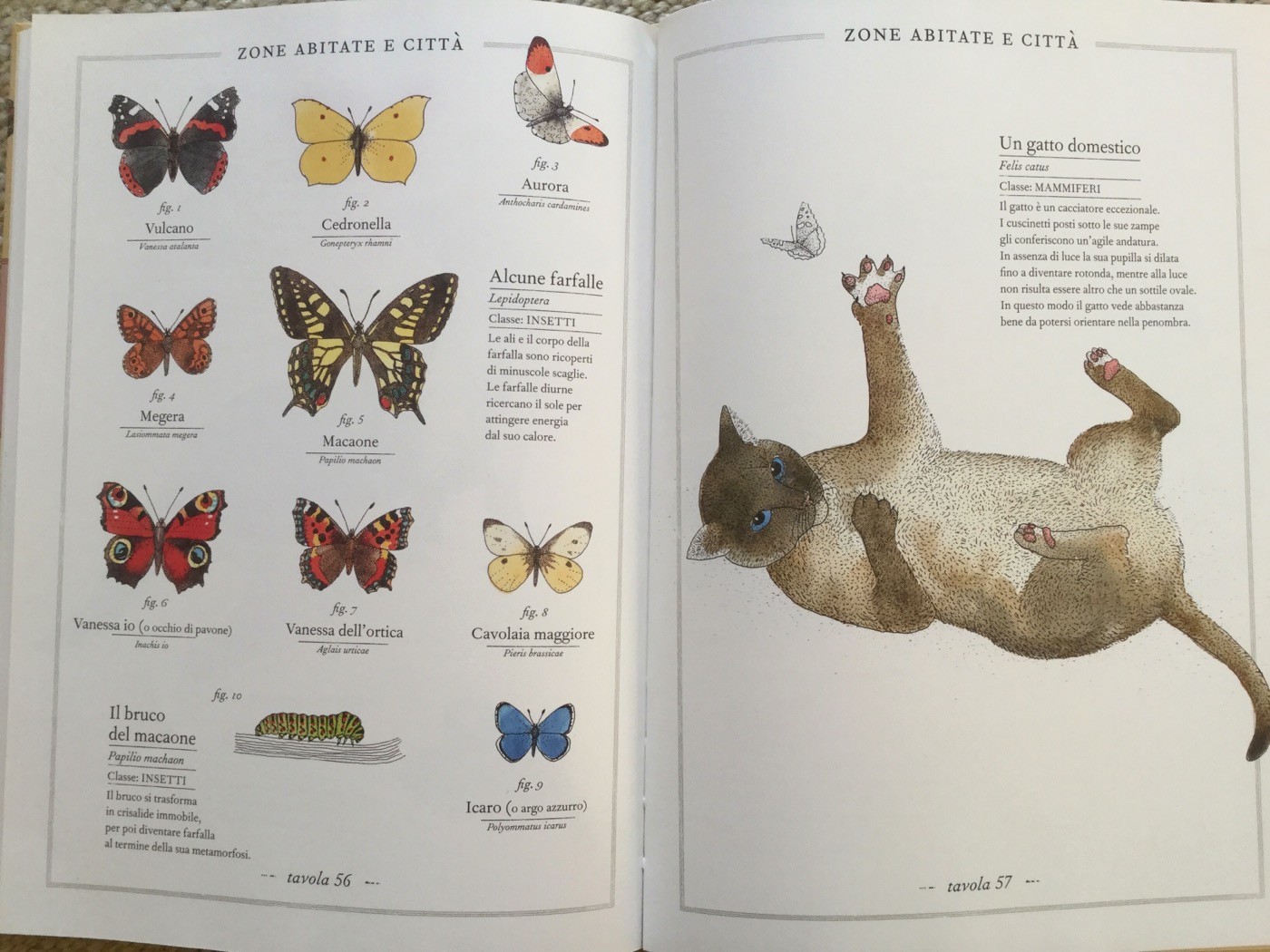 INVENTARIO ILLUSTRATO DEGLI ANIMALI Emmanuelle Tchoukriel e Virginie Aladjidi Ippocampo Edizioni