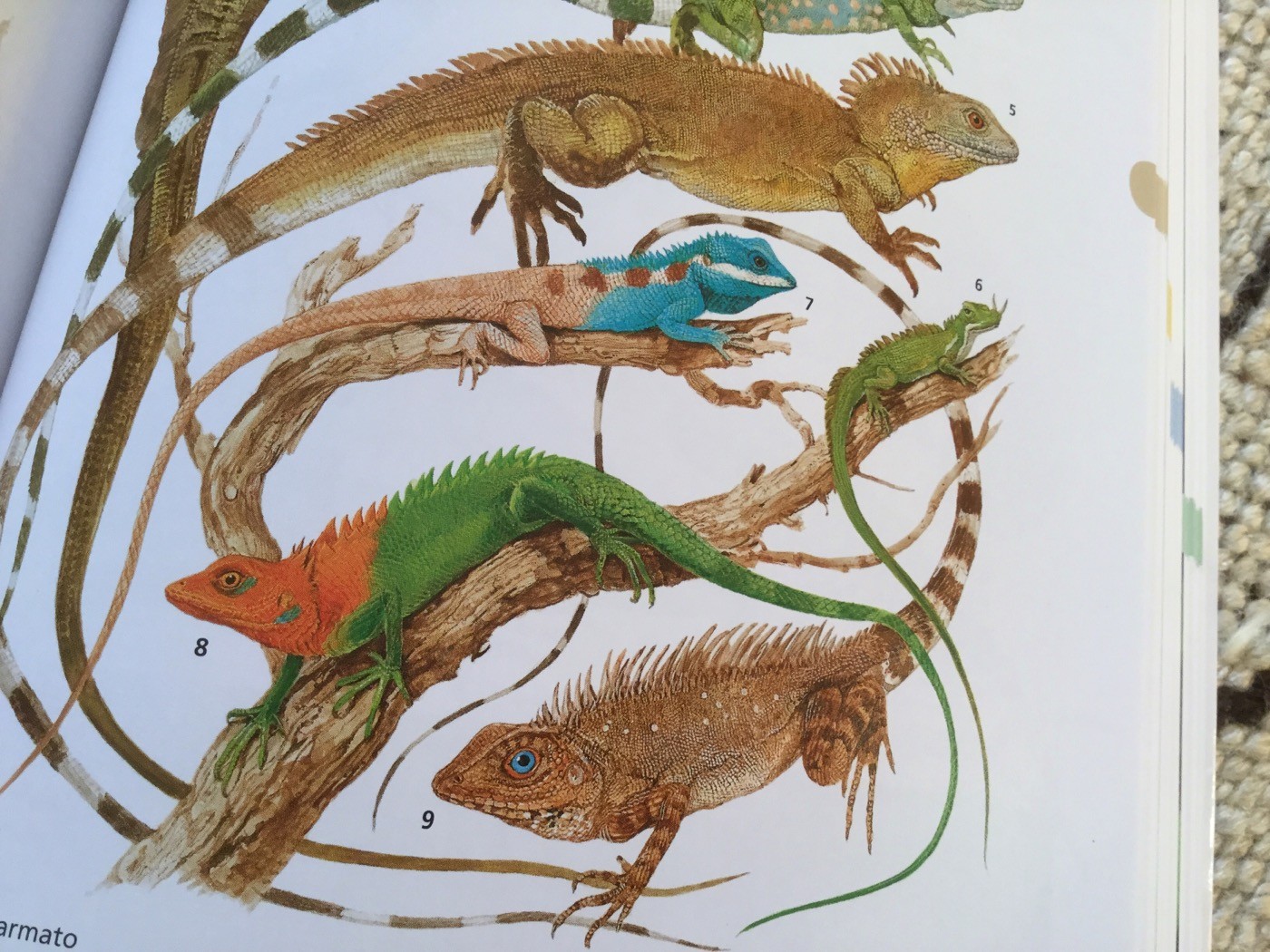 NUOVA ENCICLOPEDIA DEGLI ANIMALI - Touring Club Editore