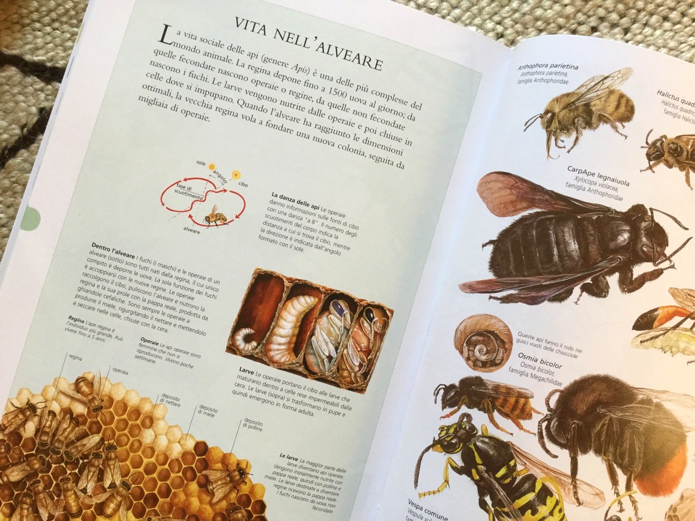 NUOVA ENCICLOPEDIA DEGLI ANIMALI - Touring Club Editore