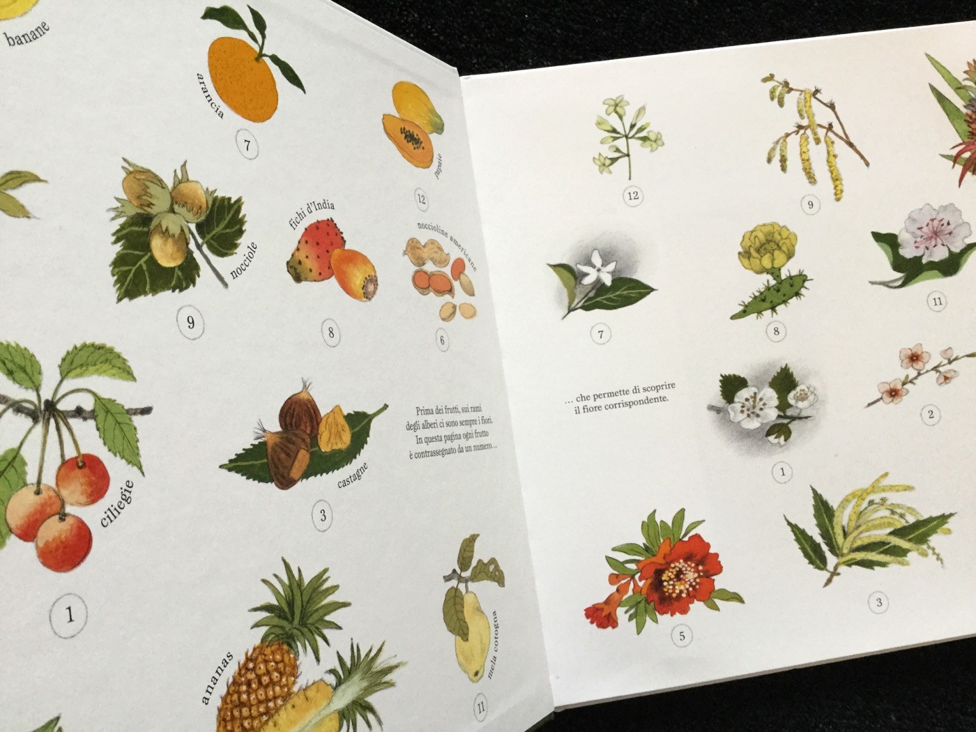 La festa dei frutti | Gerda Muller | Babalibri - Galline Volanti