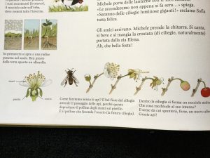 La festa dei frutti | Gerda Muller | Babalibri - Galline Volanti