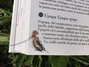 poemario_campo_Antonio_palacios_leticia_ruifernandez_orecchio_acerbo_galline_volanti