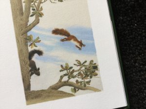 La grande quercia di Gerda Muller edito da Natura e Cultura Editrice recensito da Galline Volanti