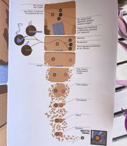 colore-cose-martin-panchaud-coconino-galline-volanti-3